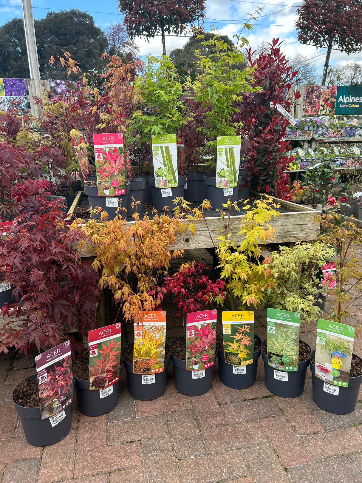 Acer Palm Mix 19cm (7 varieties)