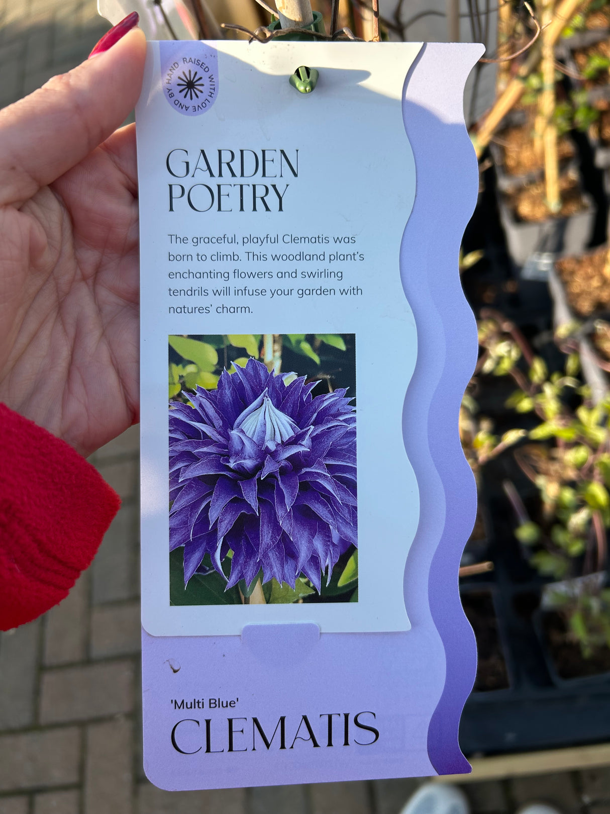 CLEMATIS MULTI BLUE  15 cm