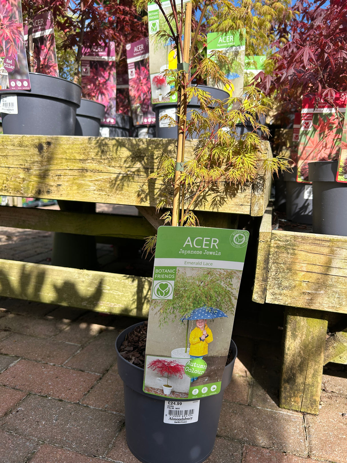 Acer Palm Mix 19cm (7 varieties)