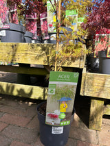 Acer Palm Mix 19cm (7 varieties)