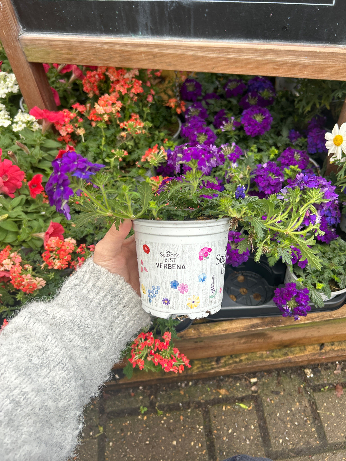 Seasonal Colours Verbena 10.5cm