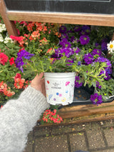 Seasonal Colours Verbena 10.5cm