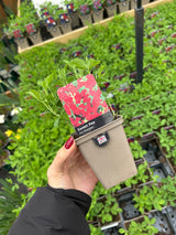 Sweet Pea 9cm Pot Air Warden