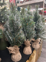Glendon x-mas tree