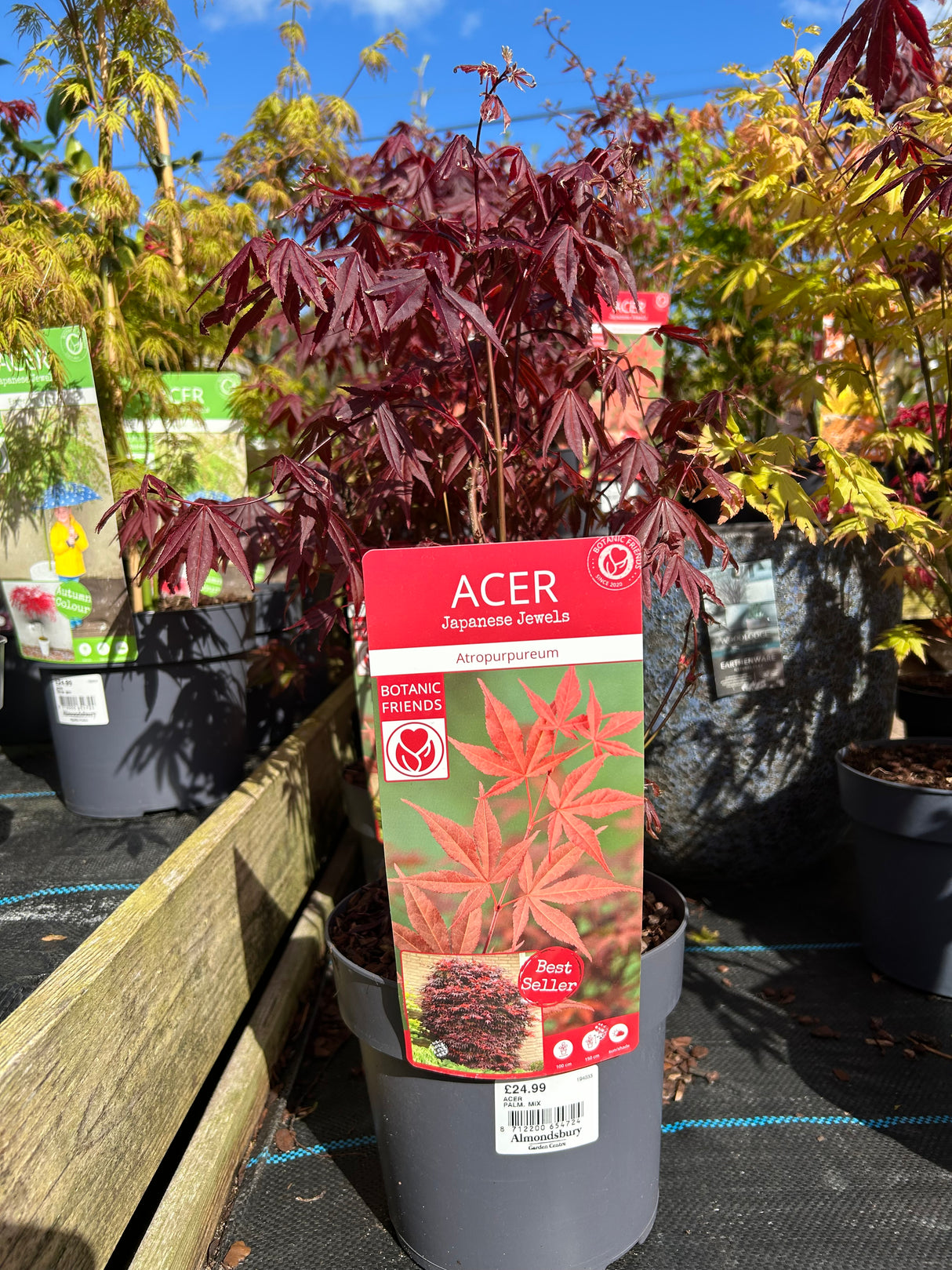 Acer Palm Mix 19cm (7 varieties)