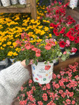 Seasons Best Diascia 10.5cm