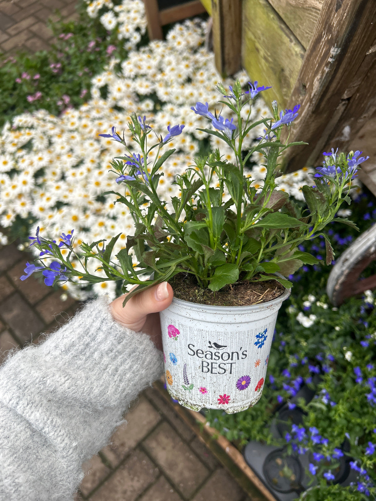 Seasons Best Lobelia 10.5cm