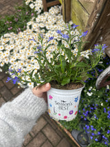 Seasons Best Lobelia 10.5cm