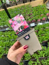 Sweet Pea Strawberry Sundae 9cm