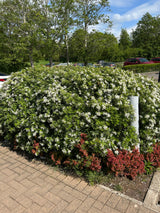 Choisya White Dazzler