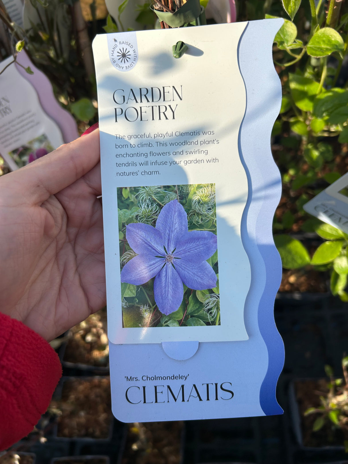 CLEMATIS MRS CHOLMONDELEY 15 cm