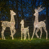 GoldTwist Stag 152cm