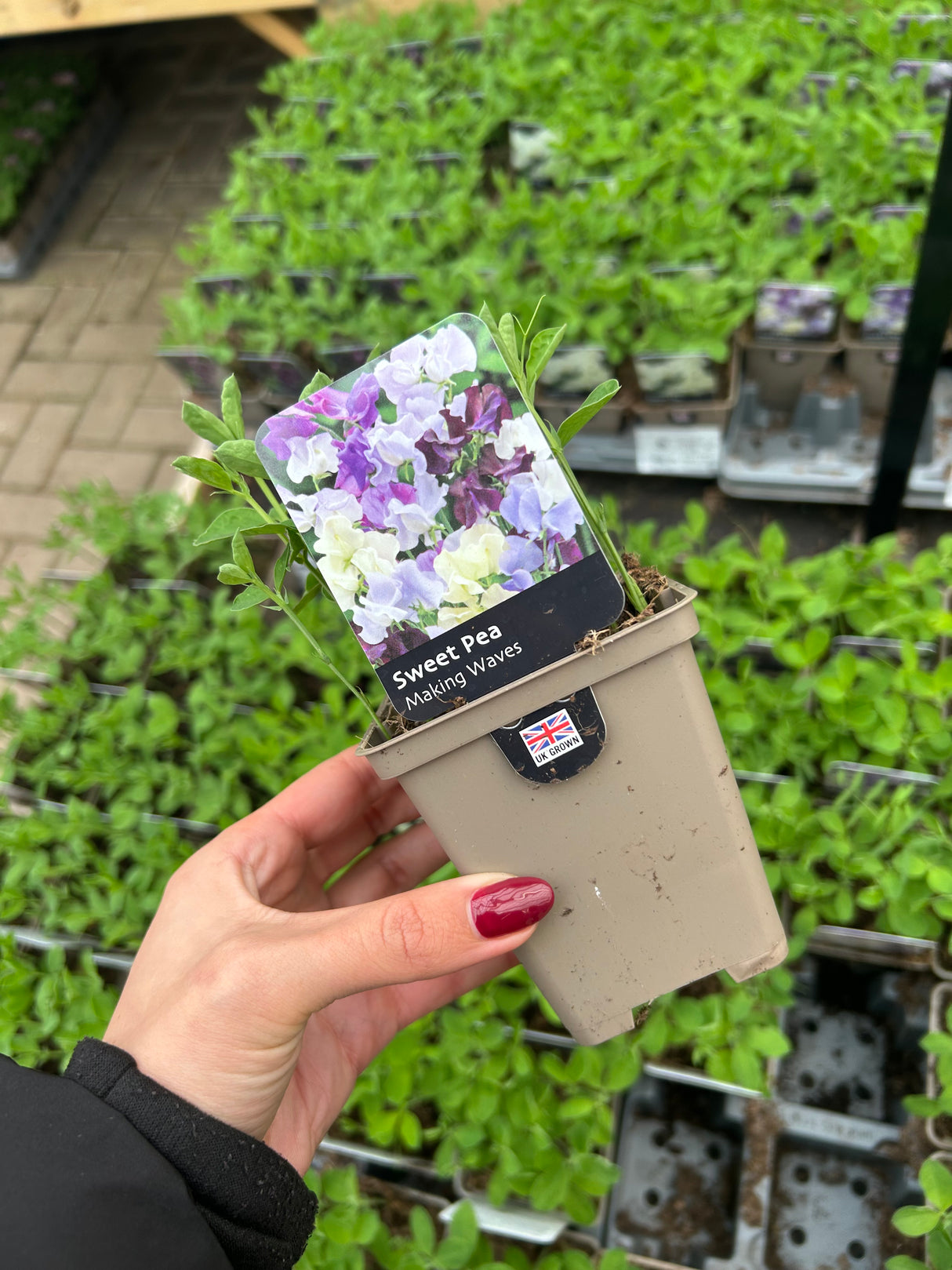 Sweet Pea Making Waves 9cm