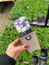 Sweet Pea Making Waves 9cm