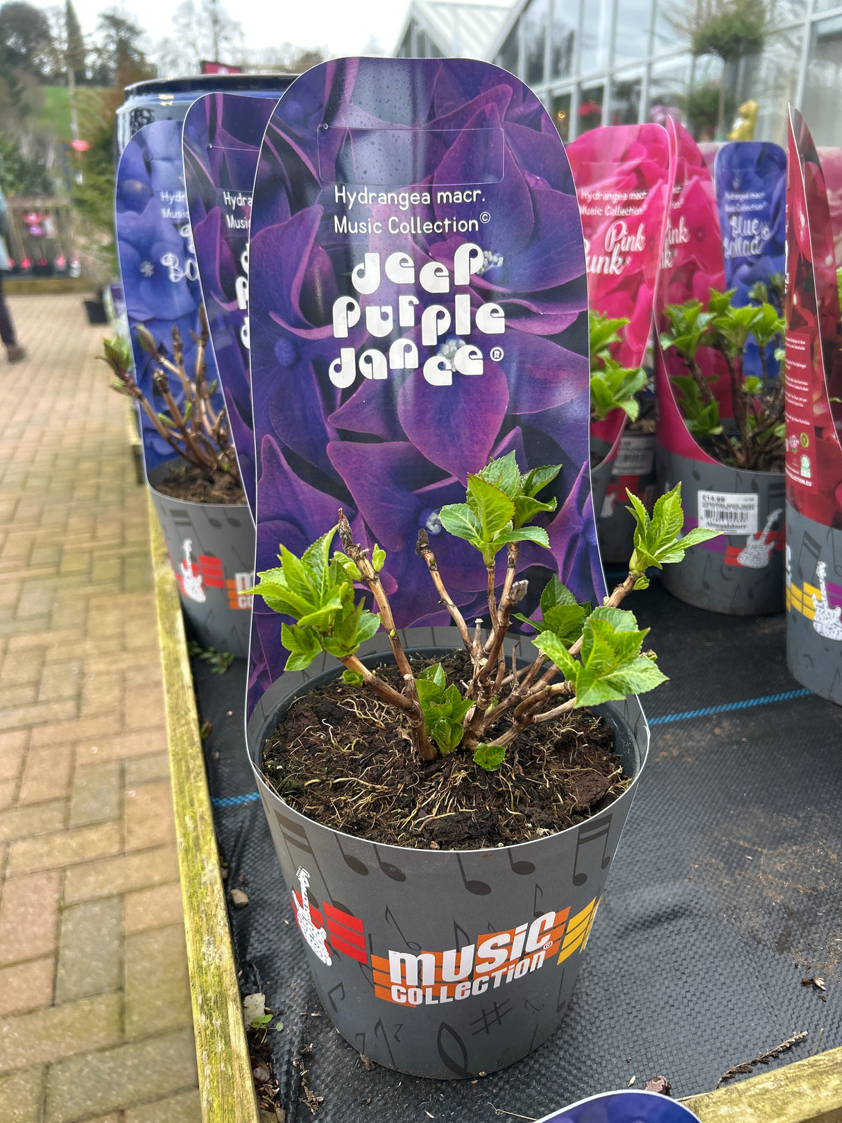 Hydrangea Music Collection 17cm pot