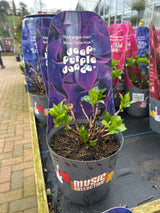 Hydrangea Music Collection 17cm pot