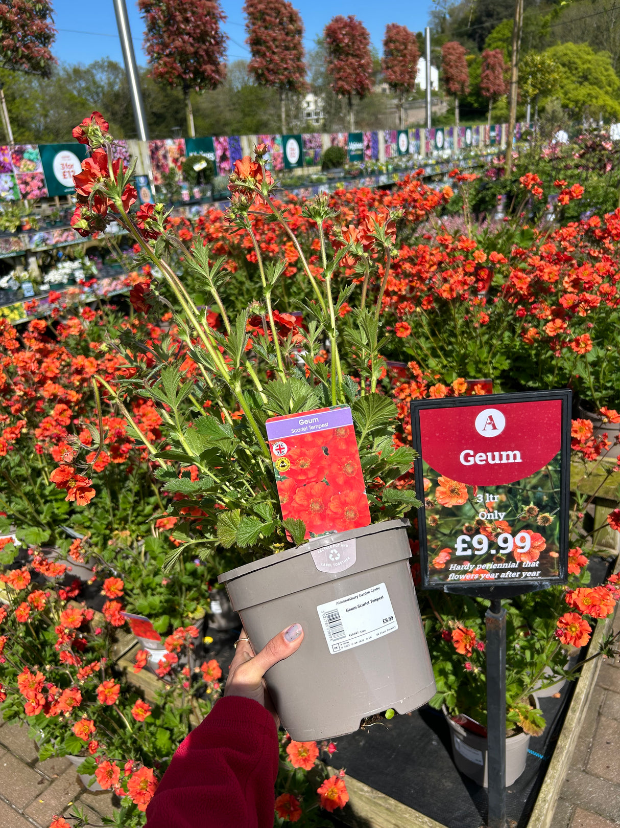 Geum Scarlet Tempest 3 litre