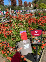 Geum Scarlet Tempest 3 litre