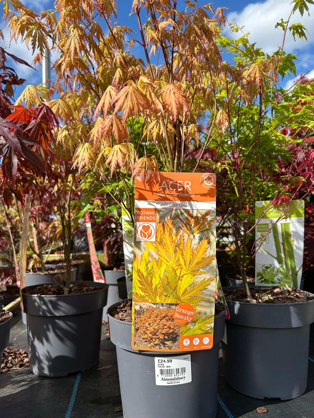 Acer Palm Mix 19cm (7 varieties)