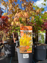 Acer Palm Mix 19cm (7 varieties)