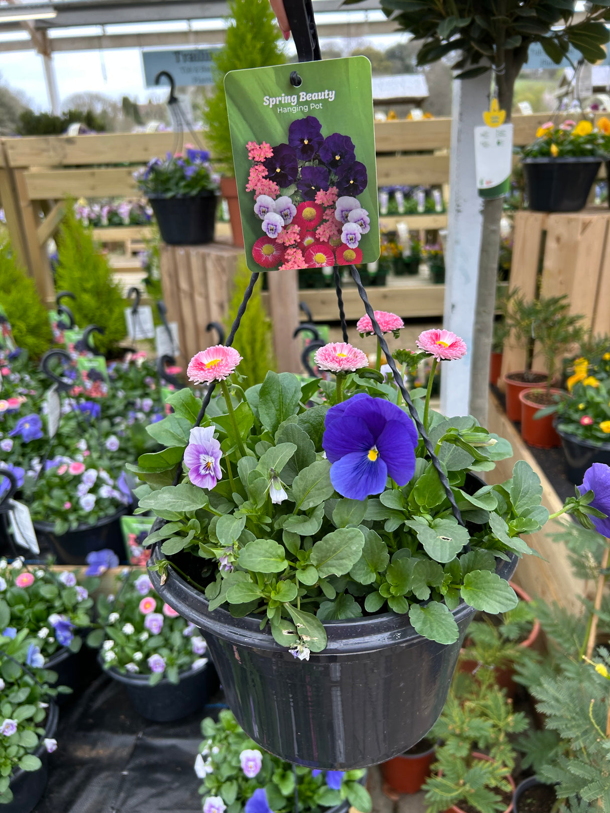 25cm Hanging Pot - 4 colour options
