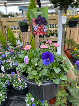25cm Hanging Pot - 4 colour options
