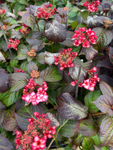 Hydrangea Miss Yulika'