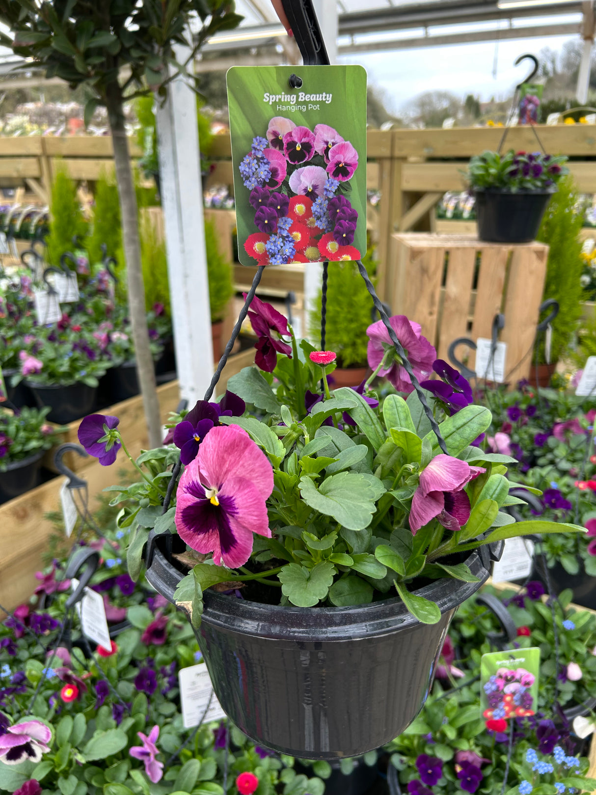 25cm Hanging Pot - 4 colour options