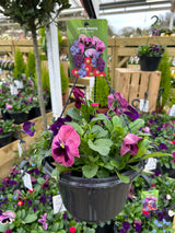 25cm Hanging Pot - 4 colour options