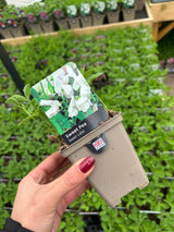 Sweet Pea Swan Lake 9cm