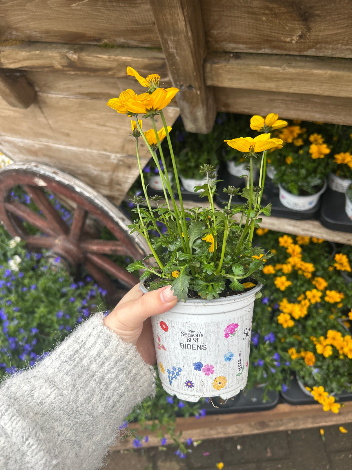 Seasons Best Bidens 10.5cm