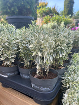 Euonymus Jap White Spire 9cm (Buy 1 get 1 FREE)