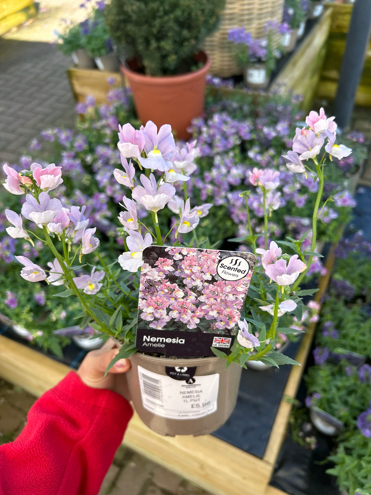 Nemesia Amelie 1L