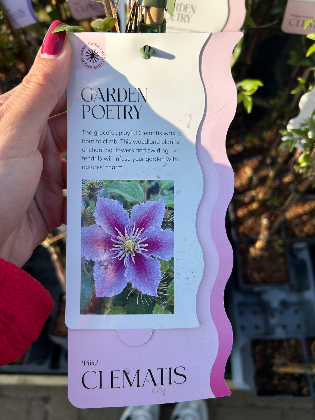 CLEMATIS PIILU 15 cm