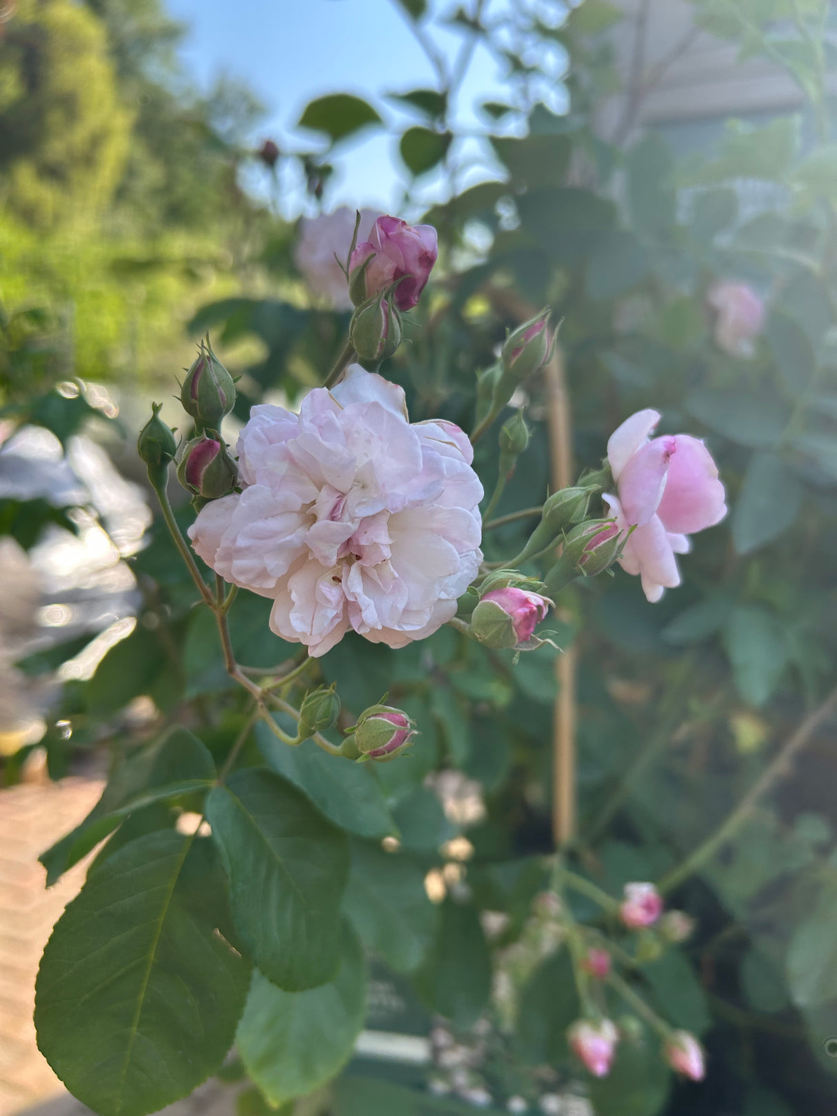 Blush Noisette