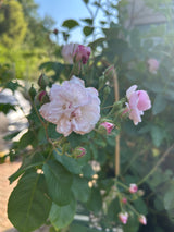 Blush Noisette