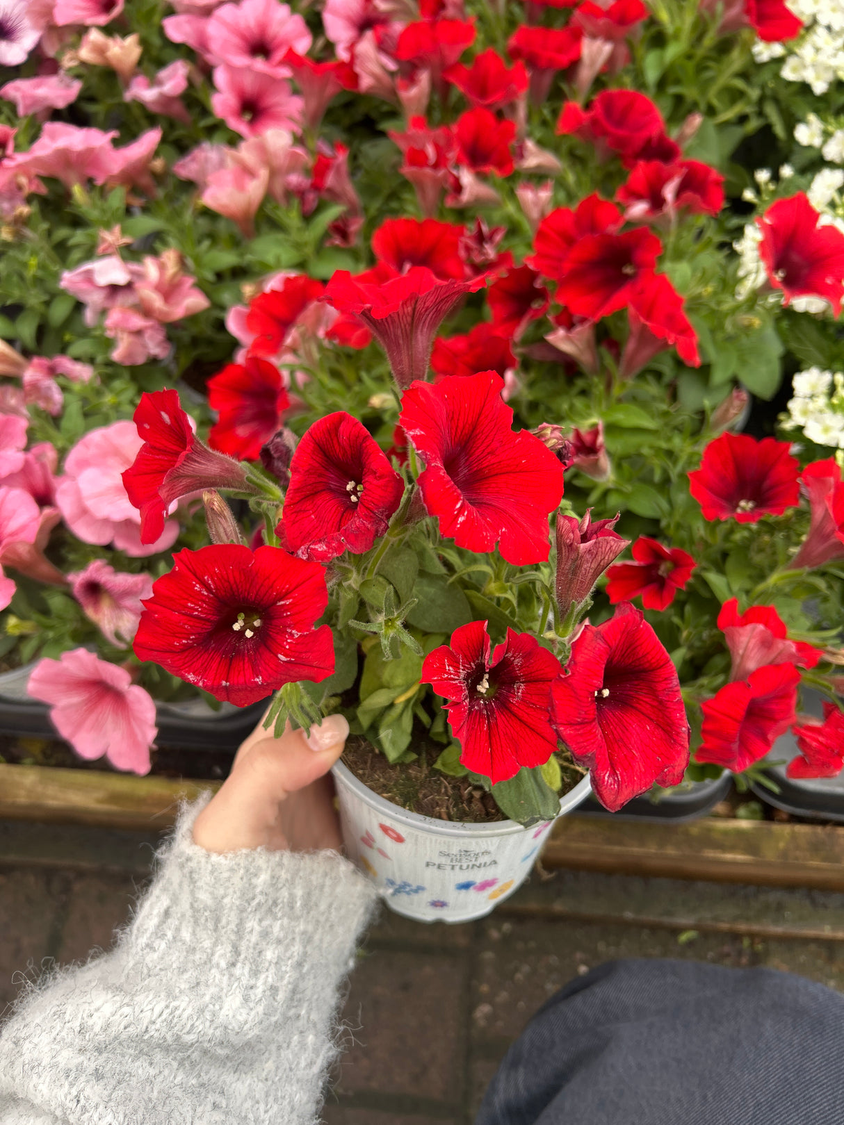 Seaons Best Petunia 10.5cm