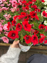 Seaons Best Petunia 10.5cm