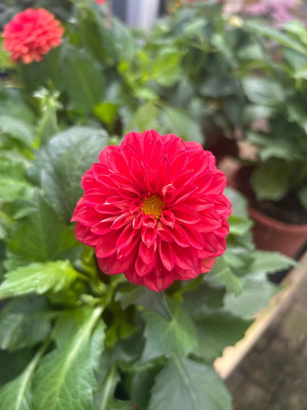 Dahlia Happy Days Cherry Red 2 litre