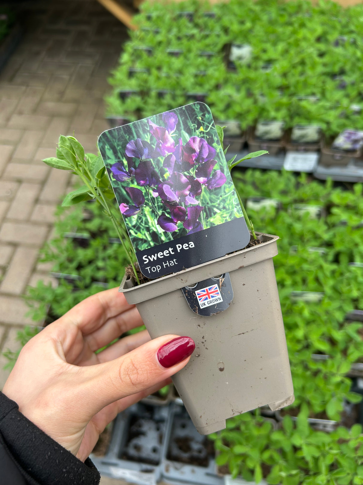 Sweet Pea Top Hat 9cm