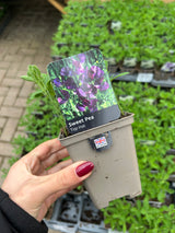 Sweet Pea Top Hat 9cm