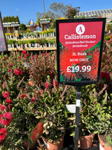 Callistemon Splendus Busch
