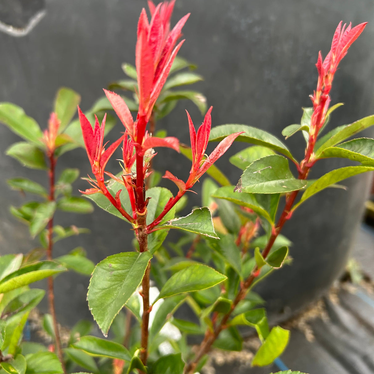 Photinia Fraseri Dicker Toni 3L