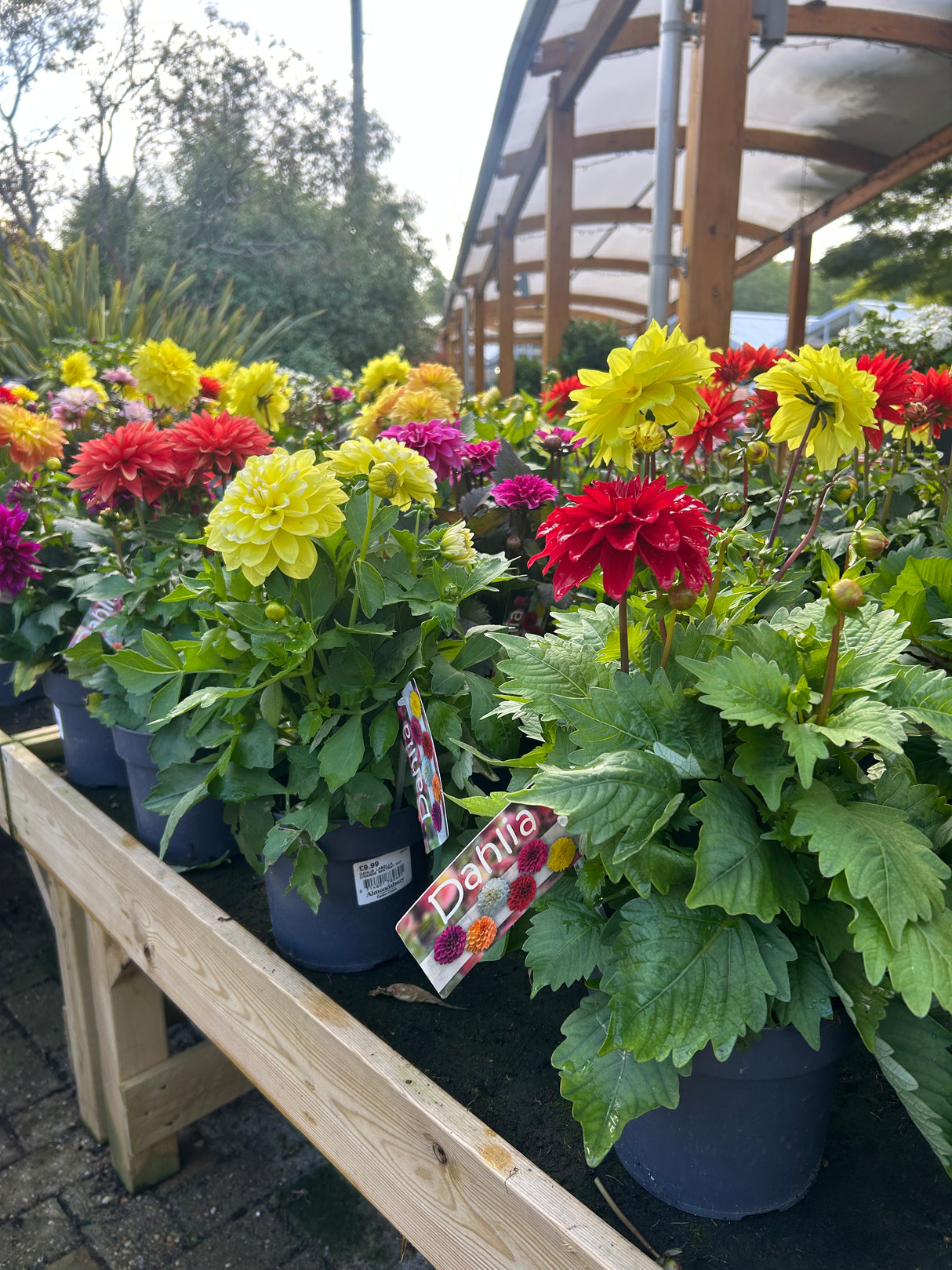 Dahlia Labella Grande 17cm