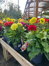 Dahlia Labella Grande 17cm
