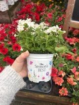 Seasonal Colours Verbena 10.5cm