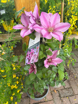 Clematis Raymond Trio Pinks