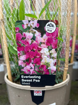Sweet Pea Everlasting Mixed 3L