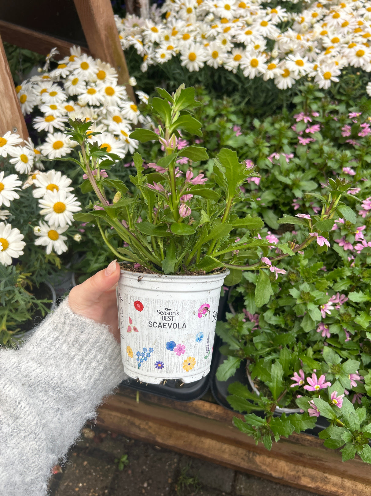 Seasonal Colours Scaveola 10.5cm