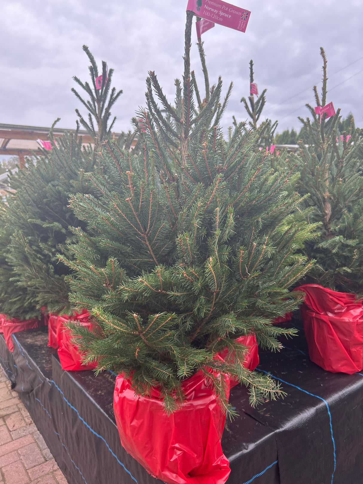 Premium Pot Grown Norway Spruce 100-120cm